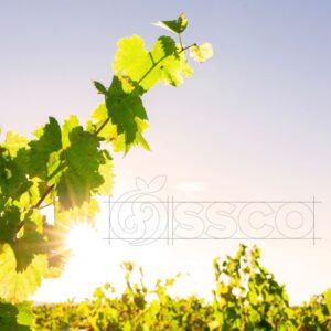 SSCO - Turning over a new leaf