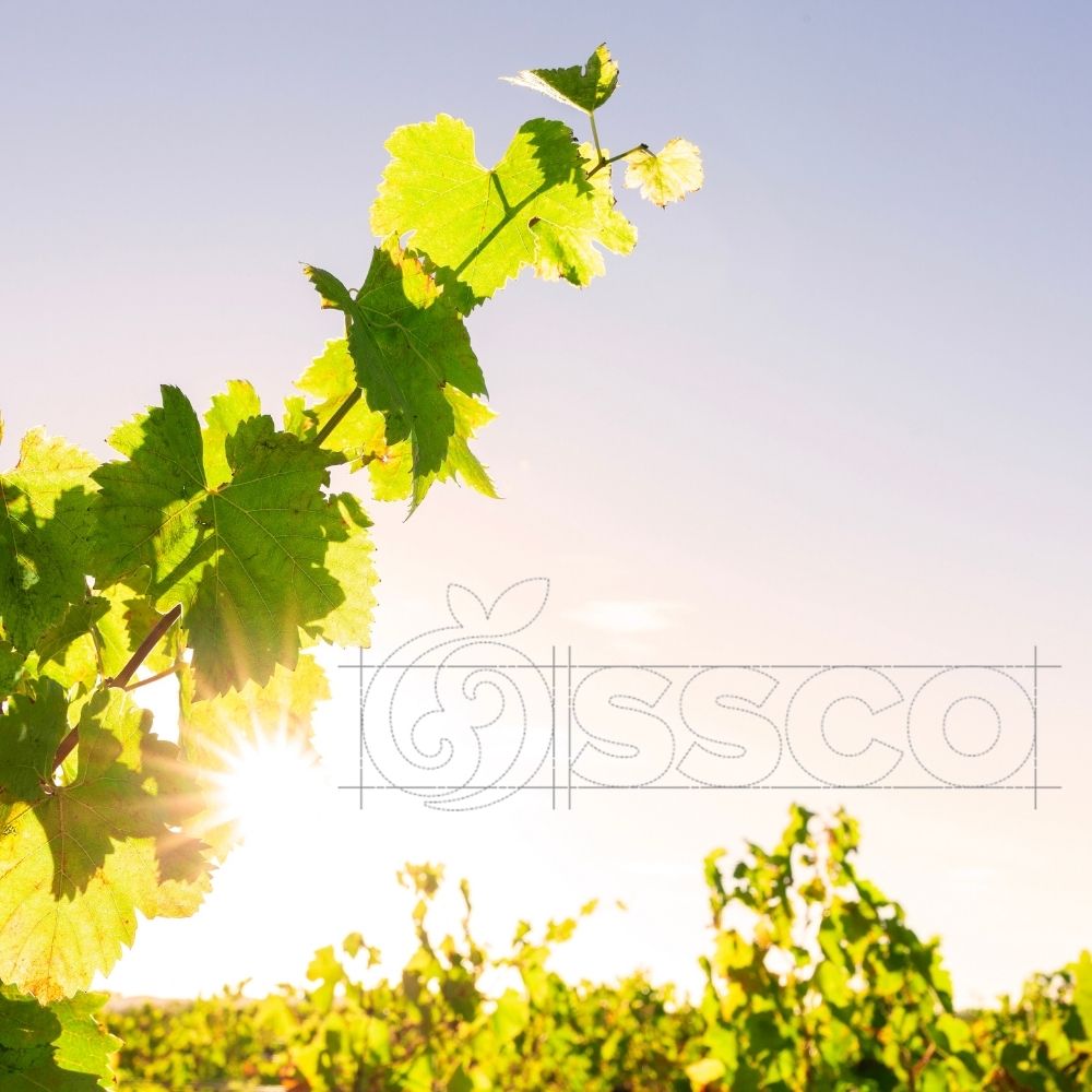 SSCO - Turning over a new leaf